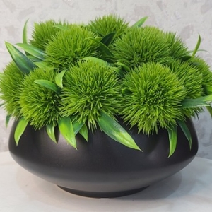 Green Potted Plant Black Vase